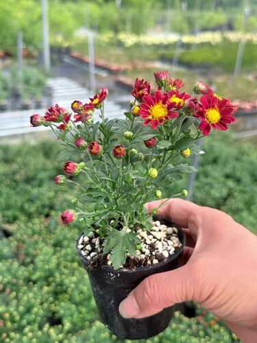 菊花界的扛把子～什之柳，花苞多多