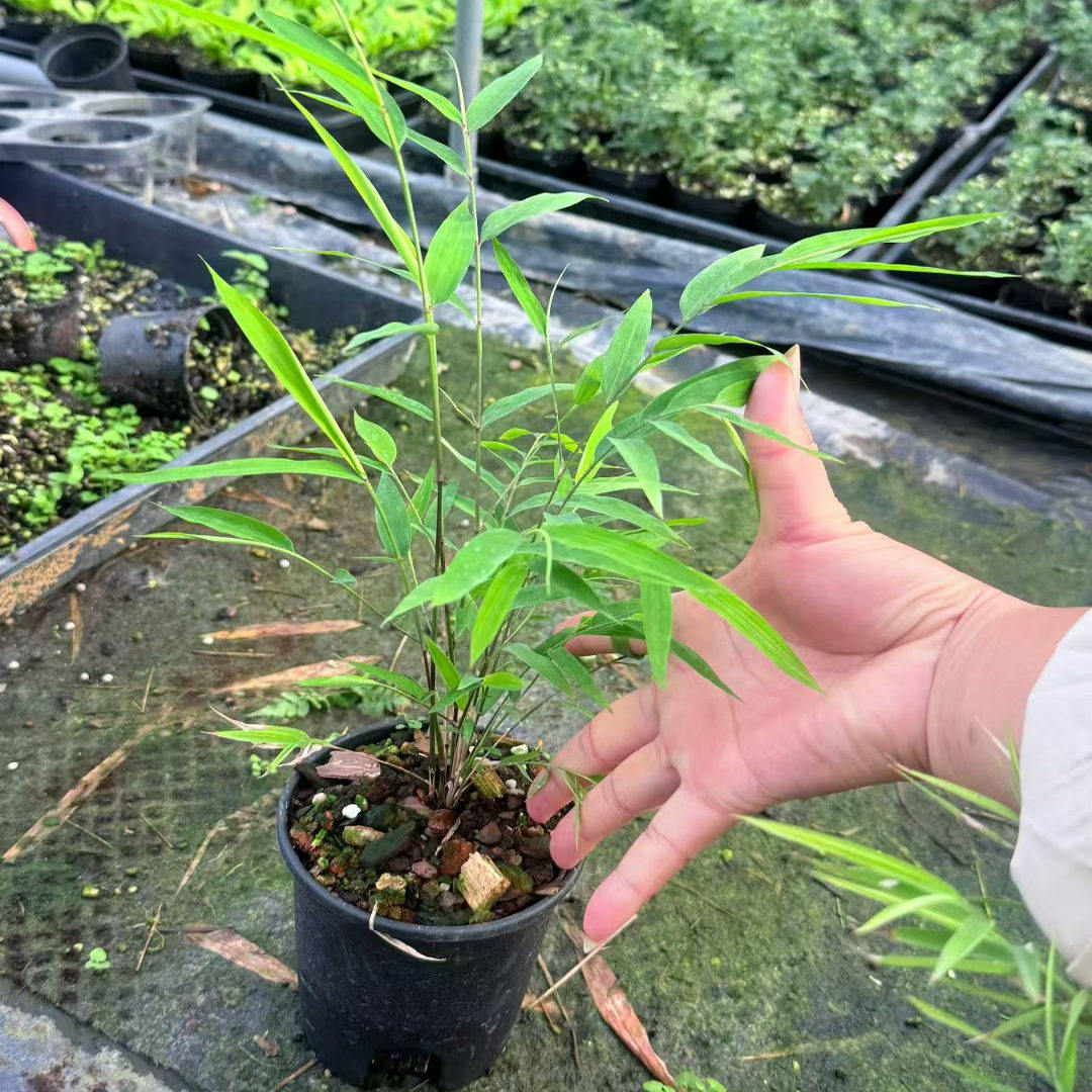 正品内门竹30公分以上6至8杆带10公分口径原盆养植杯懒人好养