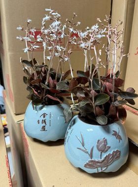 正品兰科植物金线莲仿野生林下种植红霞开花鲜苗一提300克