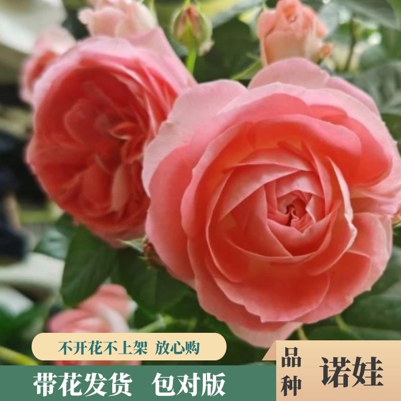 诺娃月季盆栽月季花大苗带花包对版发货四季开花浓香