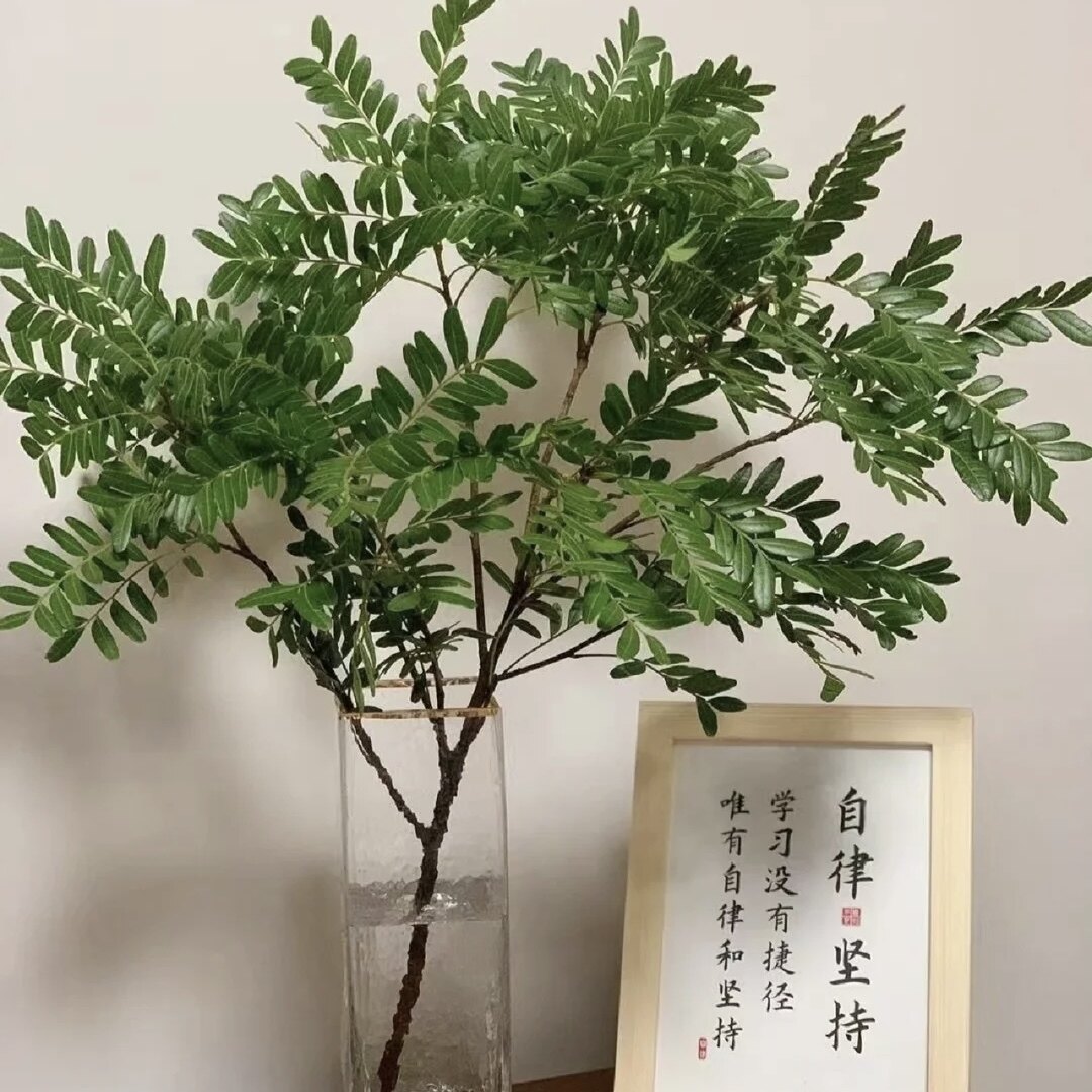 云山花卉•清香木鲜切枝•室内水培插花•鲜花云南基地直发