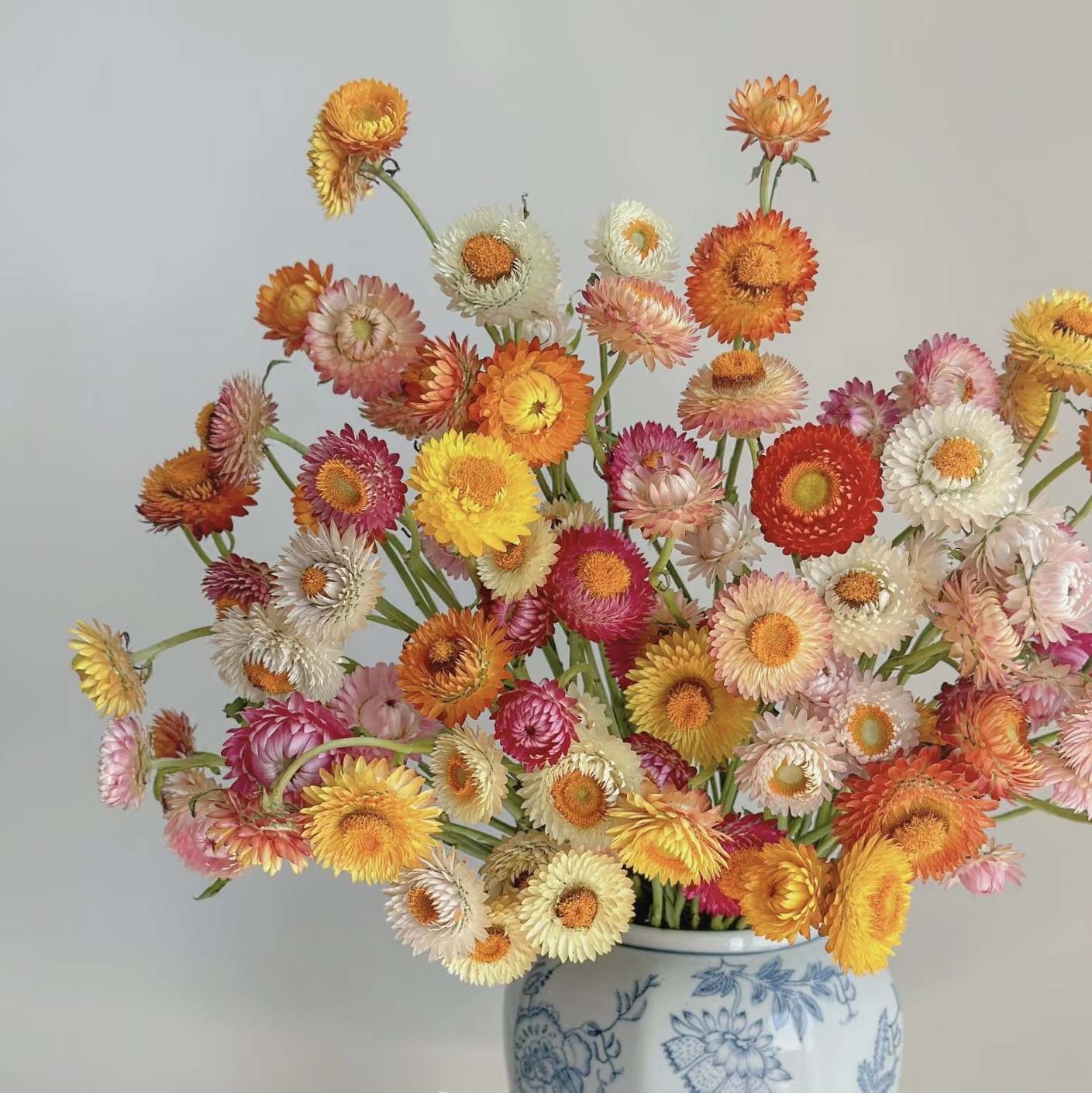 原色麦秆菊干花 天然七彩永生花束 家居客厅插花 ins 装饰花材
