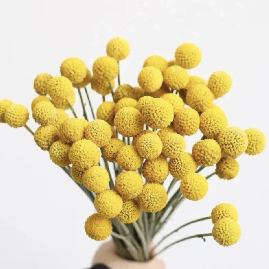 不用水养【黄金球】干花花束云山花卉云南基地直发