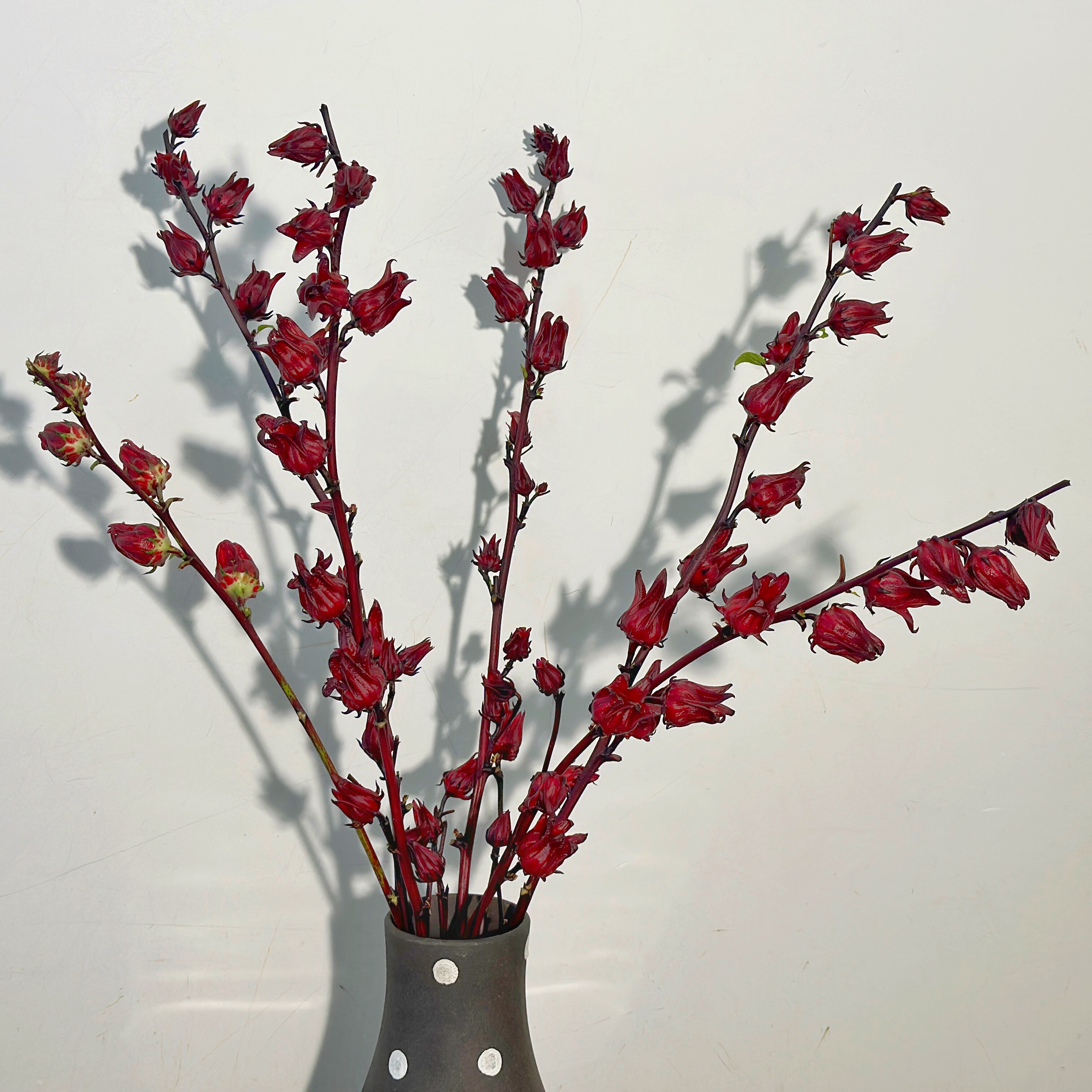 云山花卉优选【洛神果玫瑰茄】室内水培鲜花云南基地直发