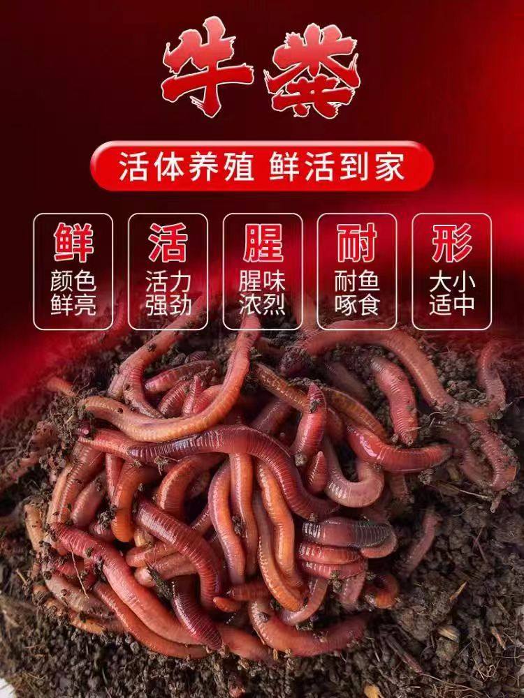 皇藏红蚯蚓太平二号散装盒装鲜活鱼饵饵料垂钓野钓鲤鱼活体乌龟食