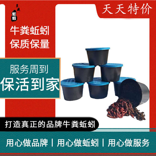 皇藏牛粪红蚯蚓大平二号散装盒装鱼饵野钓鲤鱼活体乌龟食活饵
