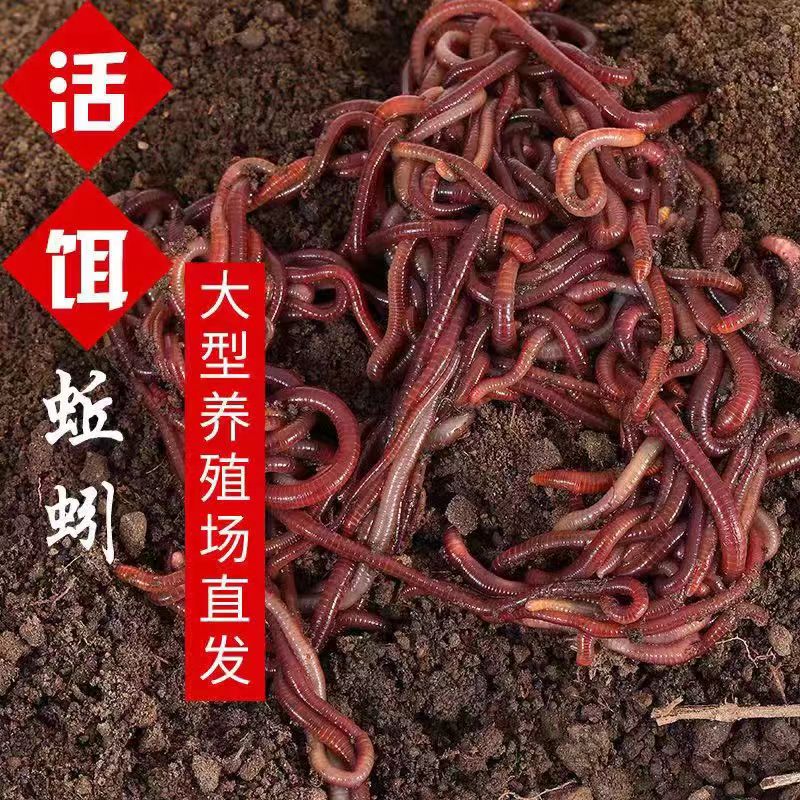 优质红蚯蚓太平二号安徽