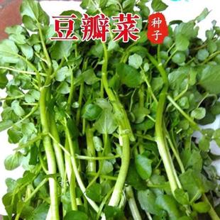 四季 阳台青菜种 易种活蔬菜籽豆瓣菜种子 芥菜西洋广东水菜种籽