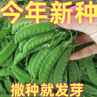 软荚荷兰豆种子春秋四季播种脆甜荷兰豆新鲜现摘庭院阳台农家蔬菜