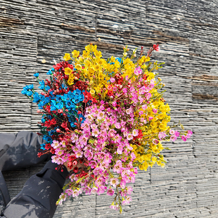 丨【混色-澳洲腊梅】鲜切花澳洲腊梅花卉年宵花(大年初六发货)