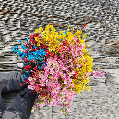 丨【混色-澳洲腊梅】鲜切花澳洲腊梅花卉年宵花(大年初六发货)