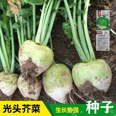 芥菜疙瘩光头特大种籽辣菜盘菜咸菜大头菜种子四季春秋蔬菜种子