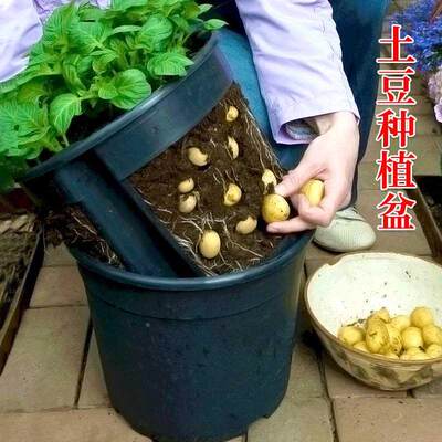 种植自盆农家土豆大姜种马铃薯专用阳台盆栽种植红薯花生种籽种子