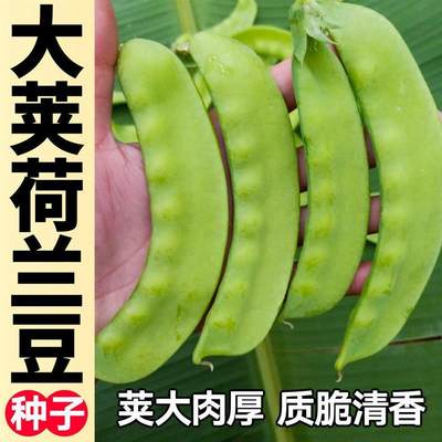 山东寿光大荚绿荷兰豆种子四季春秋双荚率高紫色菜豆籽高产甜脆