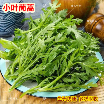 种子小叶茼蒿品菜园 种皇帝菜香味横溢多次采收四季栽培蔬菜种子