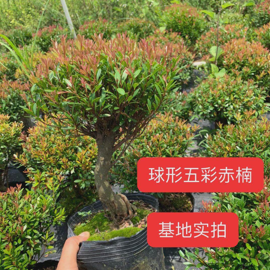 名贵小叶五彩赤楠红杨盆景老桩提根飘枝悬崖赤楠临水造型游龙矮霸