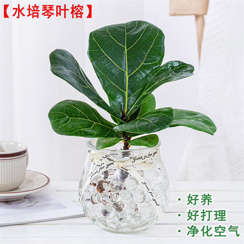 琴叶榕水培植物花卉盆栽室内客厅绿植四季好养净化空气办公室花
