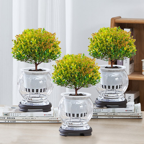 室内四季好养净化空气