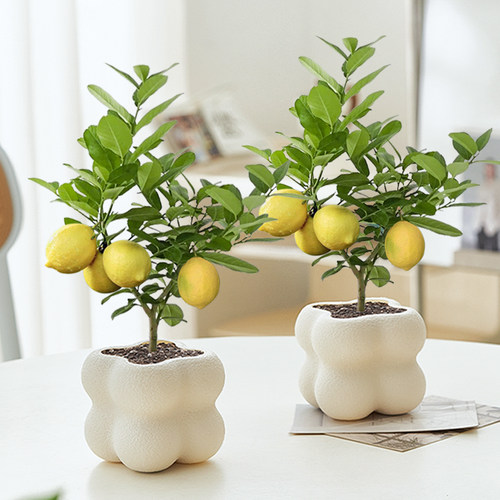 香水柠檬盆栽室内绿植可食用观果盆景客厅办公室四季好养植物花卉