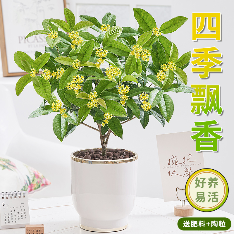 桂花盆栽花卉植物室内花四季开花好养活房间阳台客厅绿植老桩盆景 鲜花速递/花卉仿真/绿植园艺 时令草本花卉 原图主图