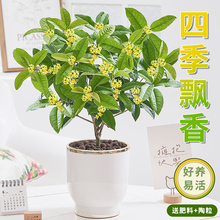 桂花盆栽花卉植物室内花四季开花好养活房间阳台客厅绿植老桩盆景