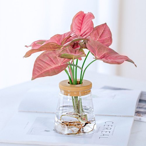 水培红粉佳人四季室内绿植盆栽净化空气办公室好养活桌面植物花卉