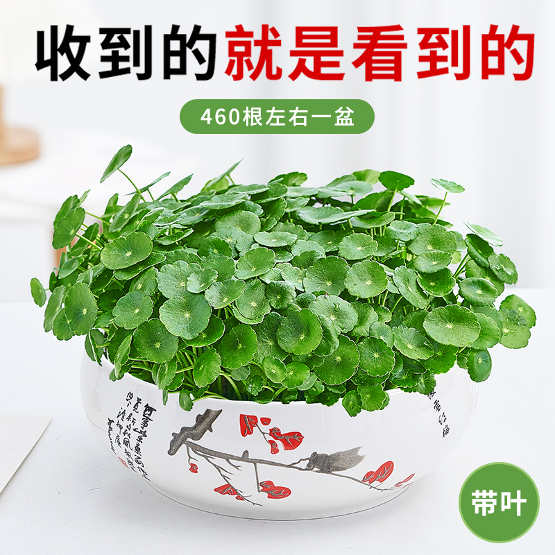 铜钱草水培植物盆栽室内绿植花卉办公室客厅招财带叶发货吸甲醛花