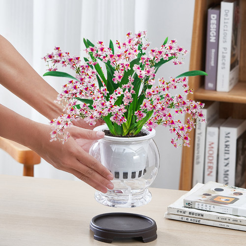 带花苞水培文心兰客厅阳台梦香兰盆栽室内绿植花卉好养水养兰花