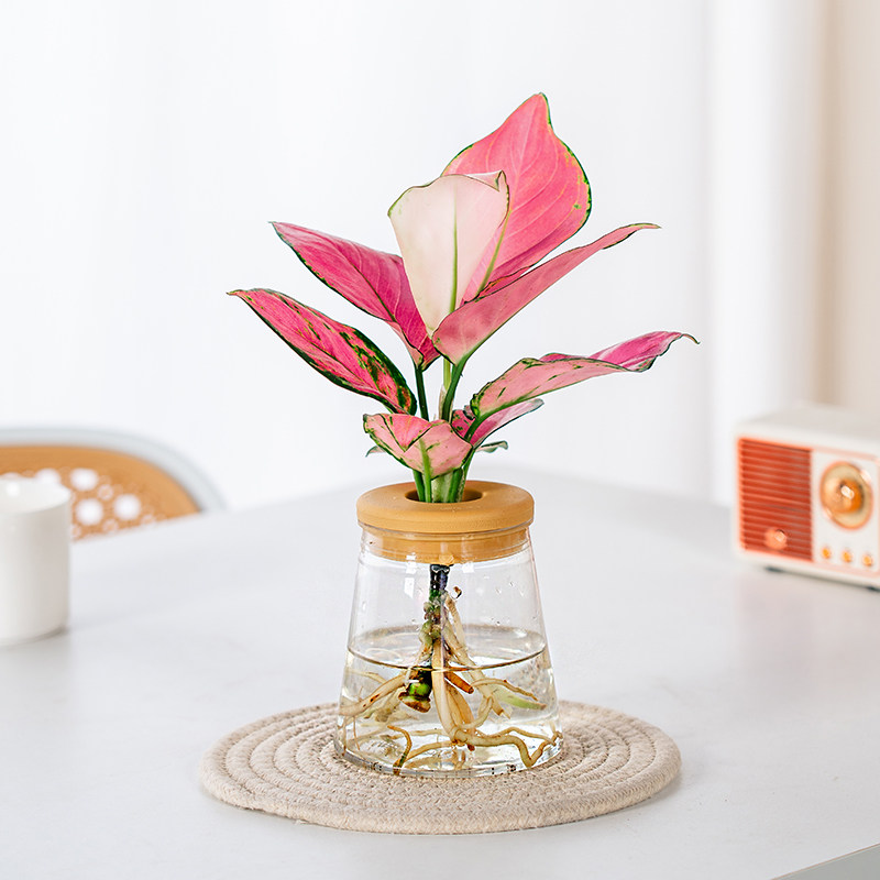 水培吉利红盆栽办公室桌面绿植净化空气室内客厅植物花卉四季好养