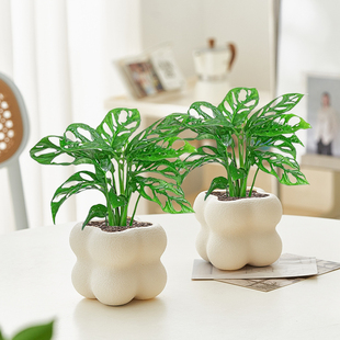 仙洞龟背竹客厅绿植盆栽四季好养净化空气室内花卉办公室桌面植物