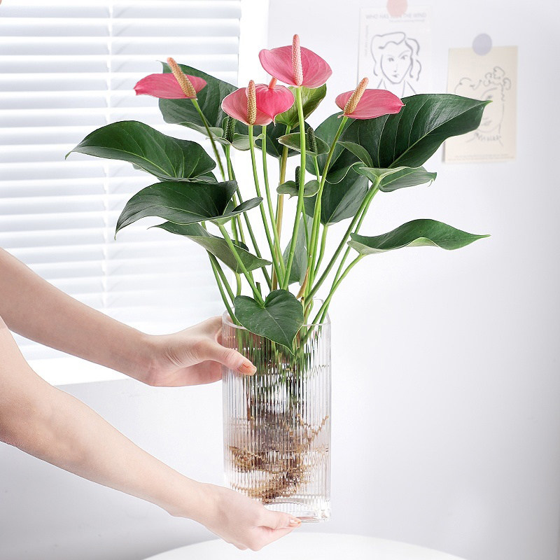 粉西施水培植物盆栽粉掌室内花卉绿植四季好养客厅办公室净化空气