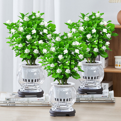 水培茉莉室内开花植物