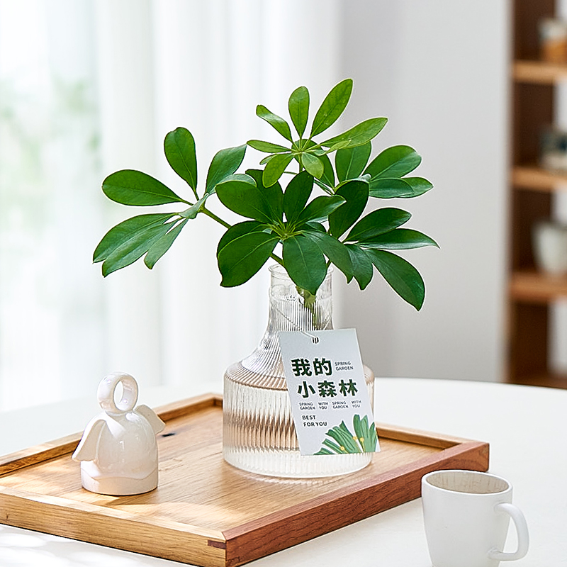 水培鸭脚木盆栽室内绿植办公室花卉客厅水养活八方来财桌面植物花