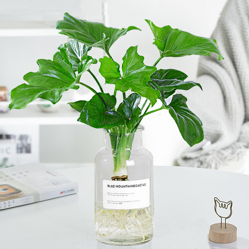 春羽客厅室内不开花净化空气