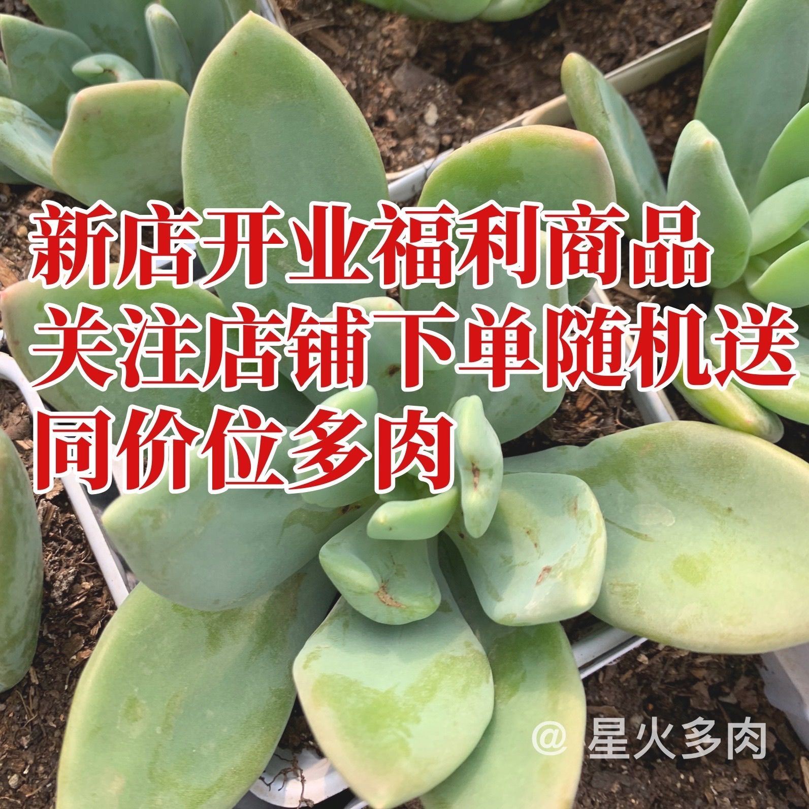 芒果美人多肉,云南大棚基地直发两年大老桩宽幅20cm