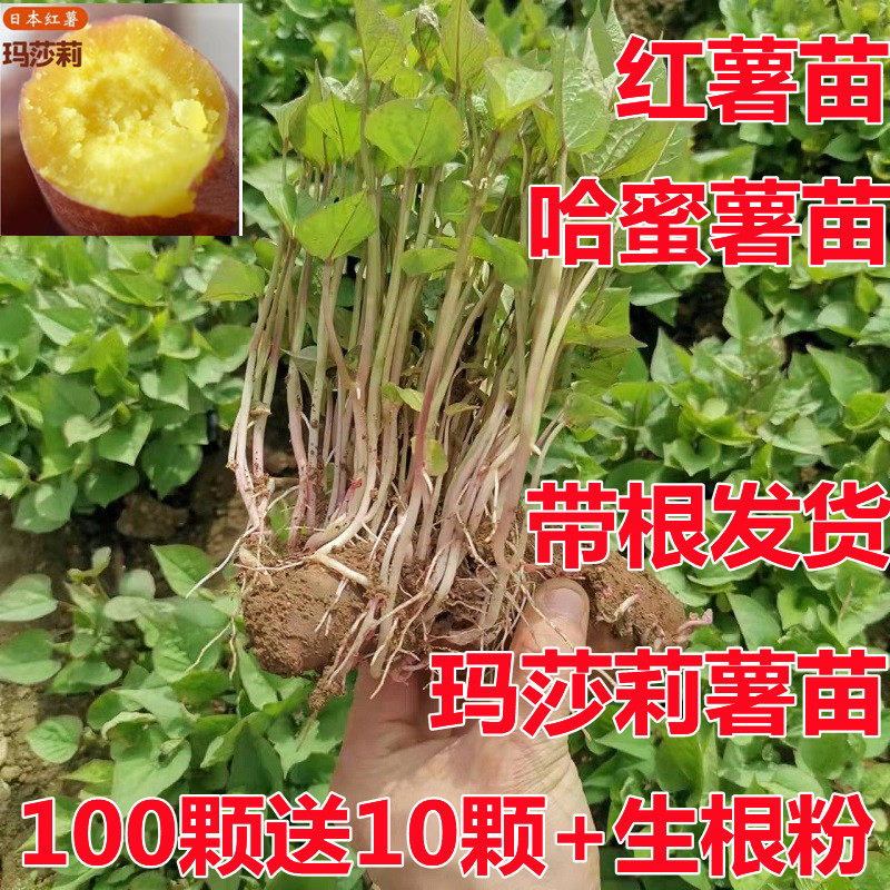哈蜜薯苗玛莎莉薯苗西瓜红薯苗烟番薯