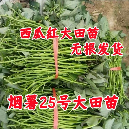烟薯25大田苗剪苗西瓜红大田苗剪苗红薯苗地瓜苗蜜薯苗红心薯苗