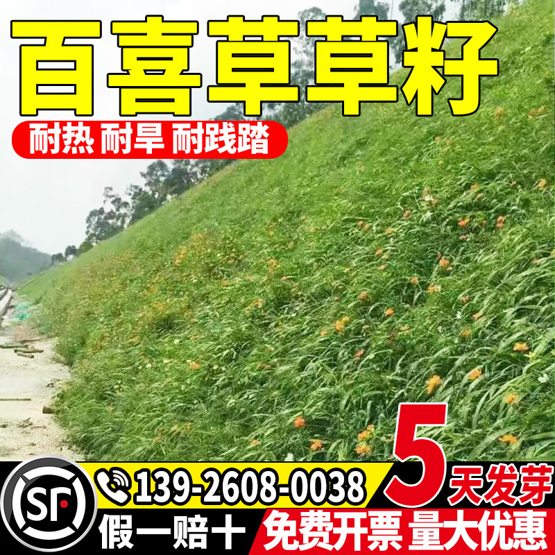 百喜草耐寒耐旱护坡绿化宽叶雀稗草种耐高温矿山复绿草坪种子包邮