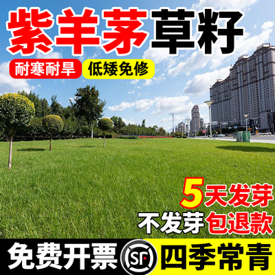 紫羊茅草籽四季常青草坪草籽