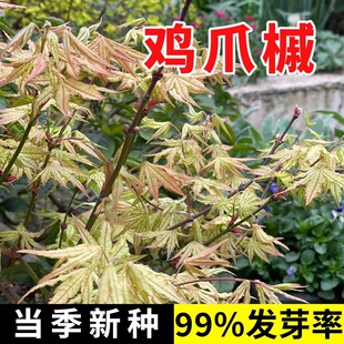 原生小叶鸡爪枫种子庭院风景树四季常青绿化苗木鸡爪槭种子籽