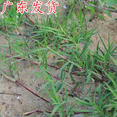 巴根草种子 铁线草 蟋蟀草  防水土流失 固土护坡 护坡种子四季青