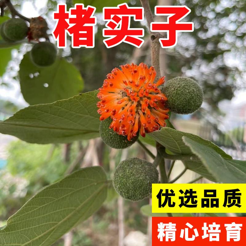 褚实子种子材种子构树种子构树籽楮树种子构桃树种籽构乳树