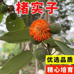 褚实子种子材种子构树种子构树籽楮树种子构桃树种籽构乳树