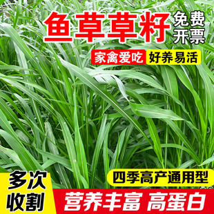 鱼草草籽四季高产多年生草籽猪牛羊鱼草耐寒耐旱高蛋白牧草