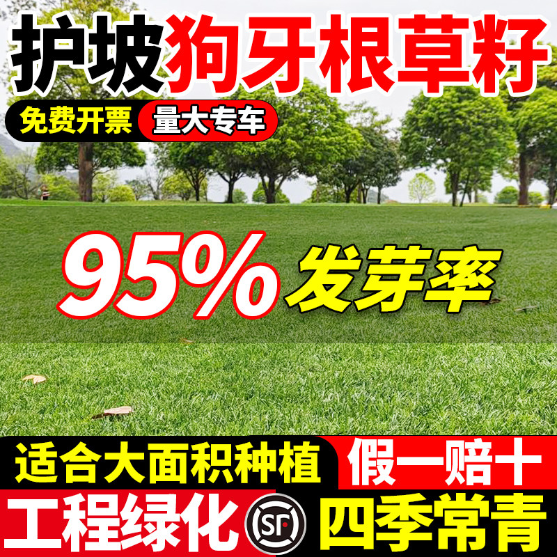 护坡狗牙根草籽四季常青耐热耐旱护坡固土边坡绿化工程草种子包邮