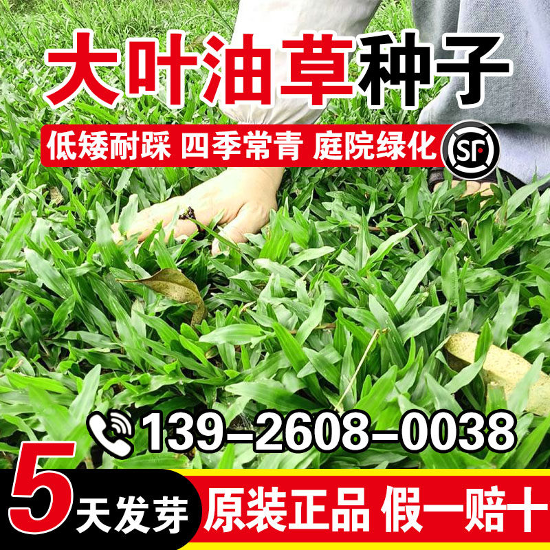 大叶油草种子四季常青种籽公园道路工程绿化耐热耐旱草坪种子