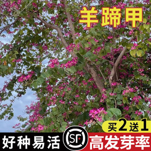 羊蹄甲种子红花洋蹄甲香港洋大花紫荆玲甲花园林庭园观赏
