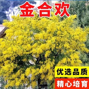 金合欢种子马缨花绒花树种籽银荆圣诞种子澳洲白色多刺绿篱金合欢