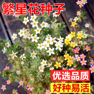 繁星花种籽子繁花小星辰花籽四季种子阳台盆栽室外庭院花卉花种子