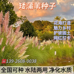粉蒲苇 矮蒲苇 【白色彭巴斯】种子多年生耐热耐旱耐涝庭院观赏草